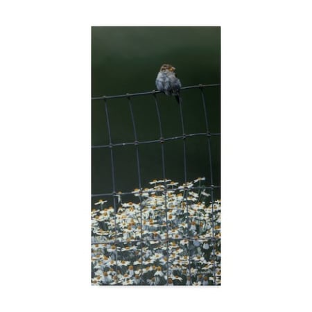 Ron Parker 'House Sparrow Daises' Canvas Art,10x19